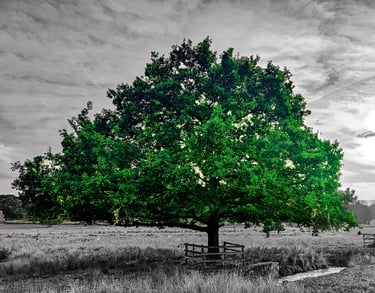a green tree in a field with a bench and a bench