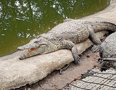 Crocodile at Zulu Croc center near Albizia self catering tented camp in Hluhluwe