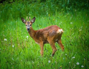 hert in achtertuin