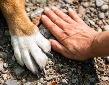 Your Trustworthy Pet Supplies Wholesale Supplier in China