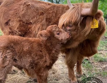 mini highland pair