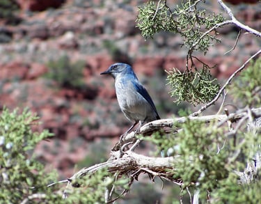 Canyon Blue