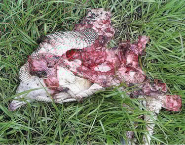 Dead Armadillo