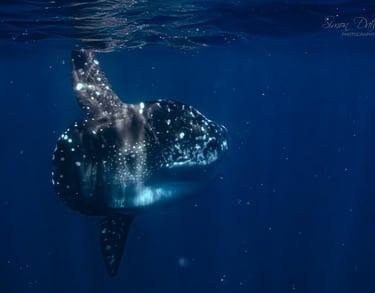 a mola mola swimming in the ocean