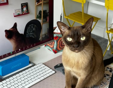 Burmese cat on desk in front of a monitor during Spanish online lessons