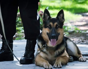 agent de sécurité avec son chien : service de sécurité et de gardiennage a agadir