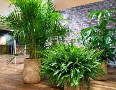  location de plantes et de la décoration végétale