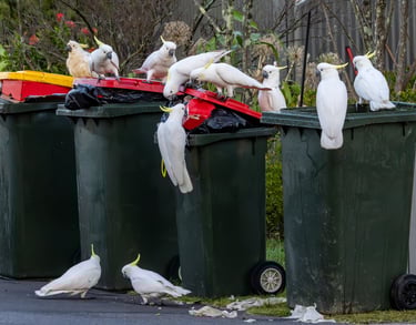Dirty Bins
