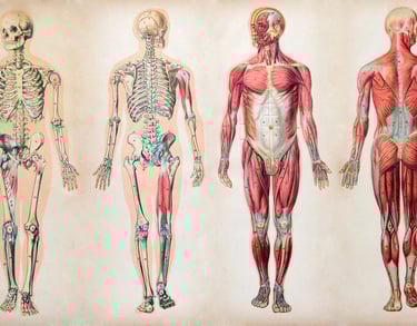 human body us