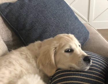 a dog laying on a couch with a pillow relaxing and calm filled with joy and harmony