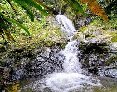 Bosque húmedo y rocas naturales en la Ruta El Fierro, Anzoátegui