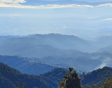 Bosque altoandino con neblina en Anzoátegui Tolima
