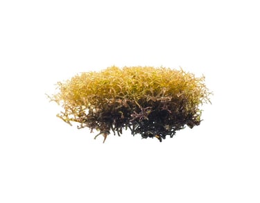 Hypnea sp.