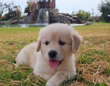 Chiot golden retriever blanc, adorable et affectueux, parfait pour une famille.