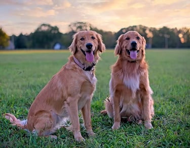 Owner practicing obedience routine with Barkbnb trainer Roseville