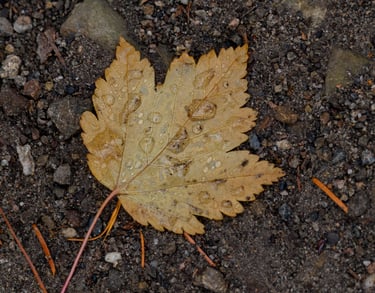 A maple leaf on the ground covered with water.
