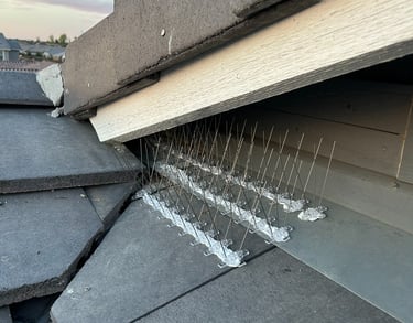 bird spike installed beneath roof overhang where pigeons were nesting in phoenix arizona