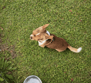 AKC Louisiana Chihuahua male Buddy, chocolate and white coat, sitting in grass with red harness.