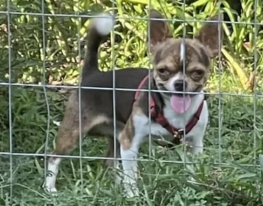 AKC Louisiana Chihuahua male Buddy, chocolate and white coat, standing in grass with red harness.