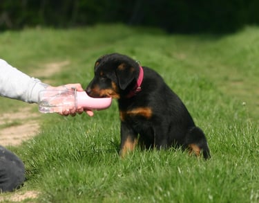 a dog is playing with a bottle of water
