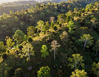 Drone photography of a reforested area in Southeast Asia, showing various stages of tree growth across a hilly landscape, vibrant green colors, morning sun.