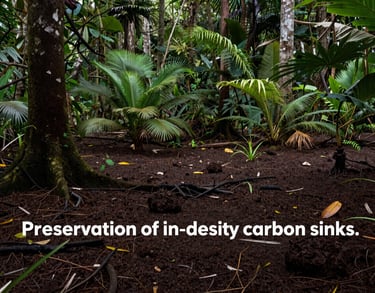 Deep forest photography of Indonesian peatland, showing the dark soil and dense vegetation, focused on the preservation of high-density carbon sinks.