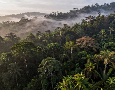 Wide angle shot of a lush Indonesian tropical rainforest with mist rolling over the canopy, early morning light, showcasing biodiversity and natural carbon storage.