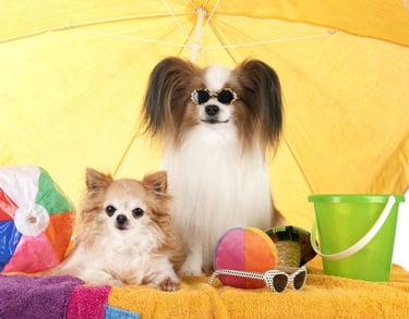 Dos perros con gafas de sol se relajan bajo una sombrilla de playa con un balde y una pelota