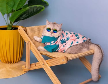 Gato con ropa 100% organica, hecha a la medida, colorida sentado sobre una silla de playa