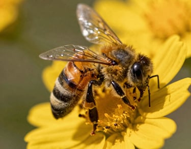 A detailed close-up shot of honeybees foraging on vibrant yellow wildflower petals under warm natural daylight.