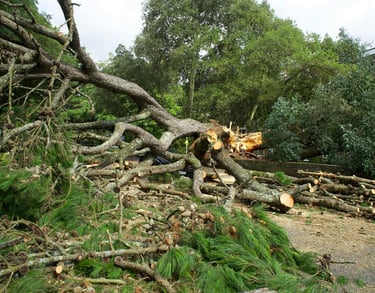 A large fallen pine tree blocking a road with storm damage debris and cut logs requiring emergency tree removal.