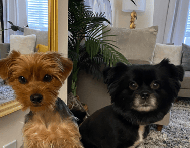 Chloe & Fendi Boujee Pets. Small dogs Yorkie Pomeranian