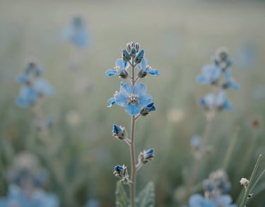Close-up of a native Texan wildflower meadow in early morning light, soft sage and pale blue hues, bokeh background, photography.