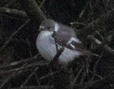 Collared Flycatcher in Øygarden 23 May 2026