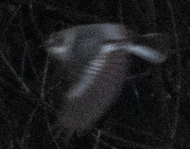 Collared Flycatcher in Øygarden 23 May 2026