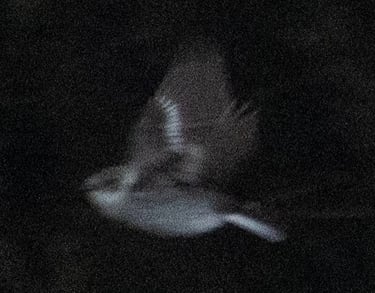 Collared Flycatcher in Øygarden 23 May 2026