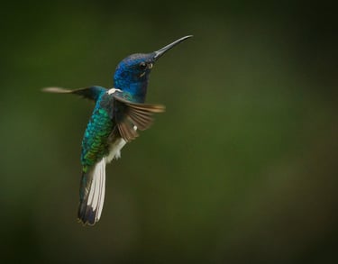 Photography Manu Reserved Natural Paradise 9 D/8N