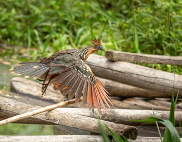 Birdwatching Photography Manu National Park Adventure 6D/5N
