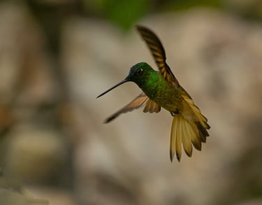 Birdwatching Abra Malaga Machu Picchu & Manu National Park 10 Days
