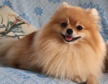 venta perrito pomerania buenos aires