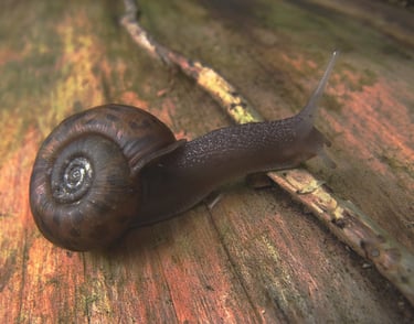 Escargot de Quimper en sous bois en Bretagne