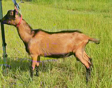 Young Oberhasli buck standing square in the sunlight with coat shining