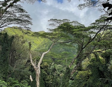 Manoa Valley Falls Hike O'ahu Honolulu Hawai'i