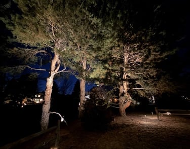 Backyard pine trees illuminated by landscape lighting at night with a house in the background.
