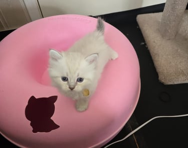 Texas Siberian kitten