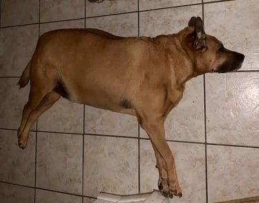 A black mouth cur dog laying flat on a beige tiled floor while resting.