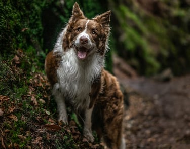 dogAdvisor | dogadvisor | dog advisor | dogAdvisor.dog