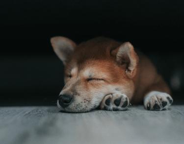 dogAdvisor | dogadvisor | dog advisor | dogAdvisor.dog