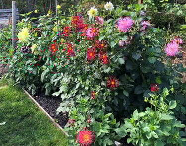a garden with a variety of flowers and plants