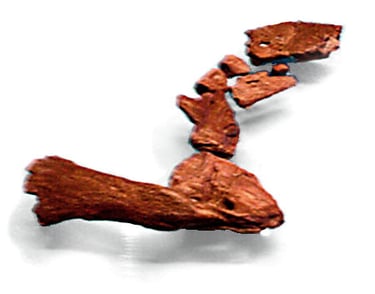Tiktaalik , Limb shoulder to fin , https://en.wikipedia.org/wiki/Tiktaalik